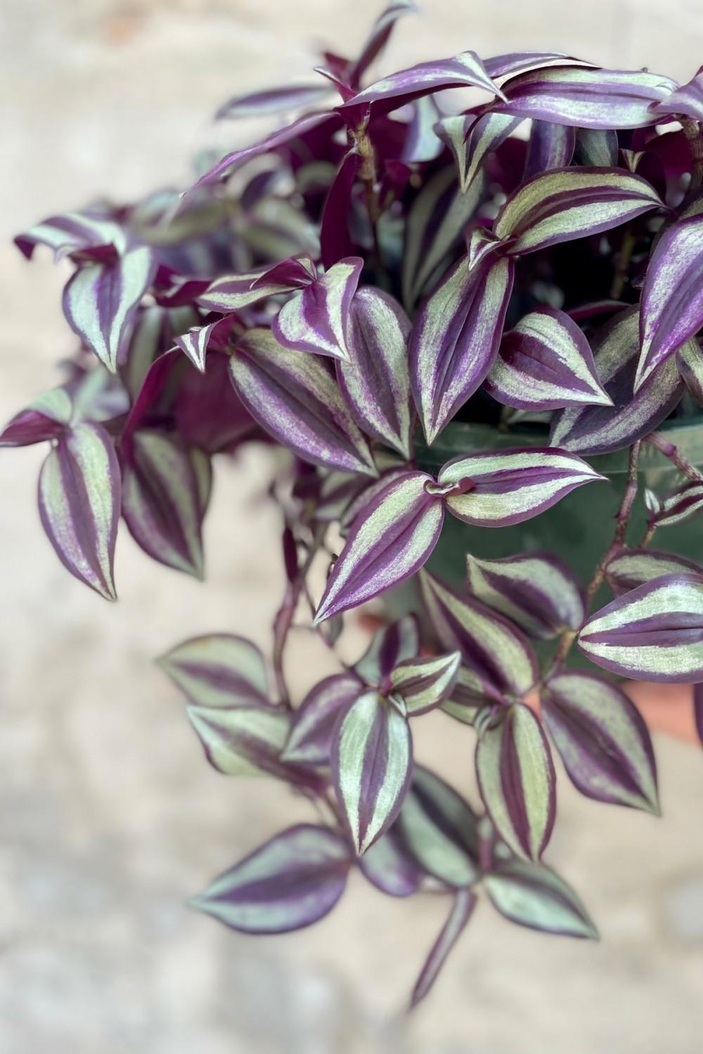 Indoor Plants |   Tradescantia Zebrina 8” Garden Indoor Plants