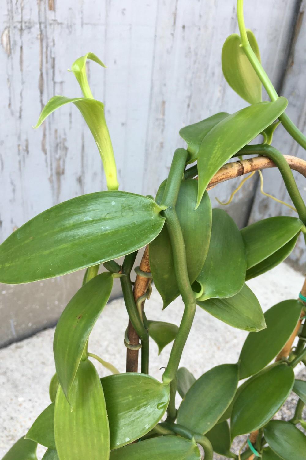 Indoor Plants |   Vanilla Planifolia “Vanilla Orchid” 8″ Garden Indoor Plants