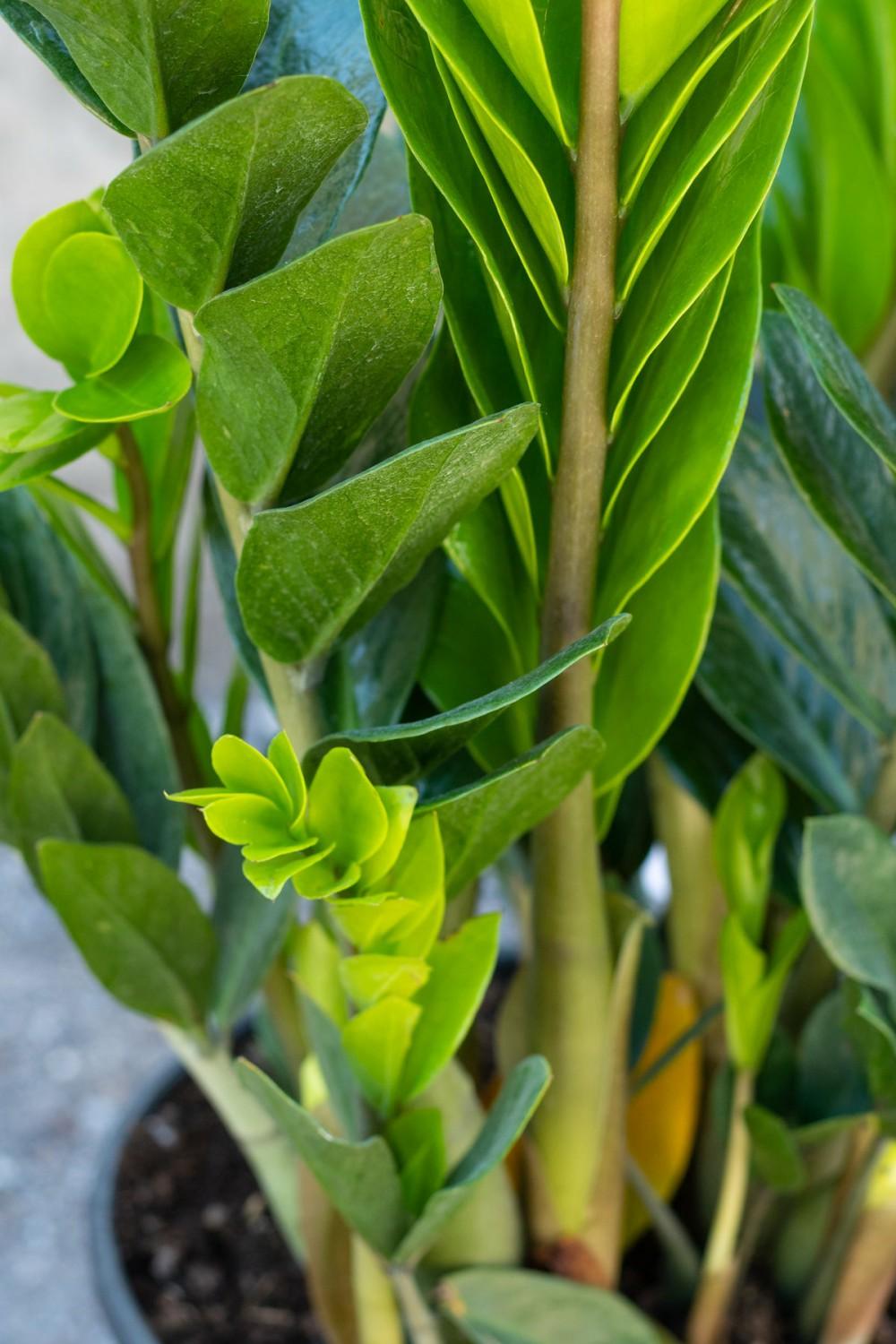 Indoor Plants |   Zamioculcas Zamiifolia 10″ Garden Indoor Plants