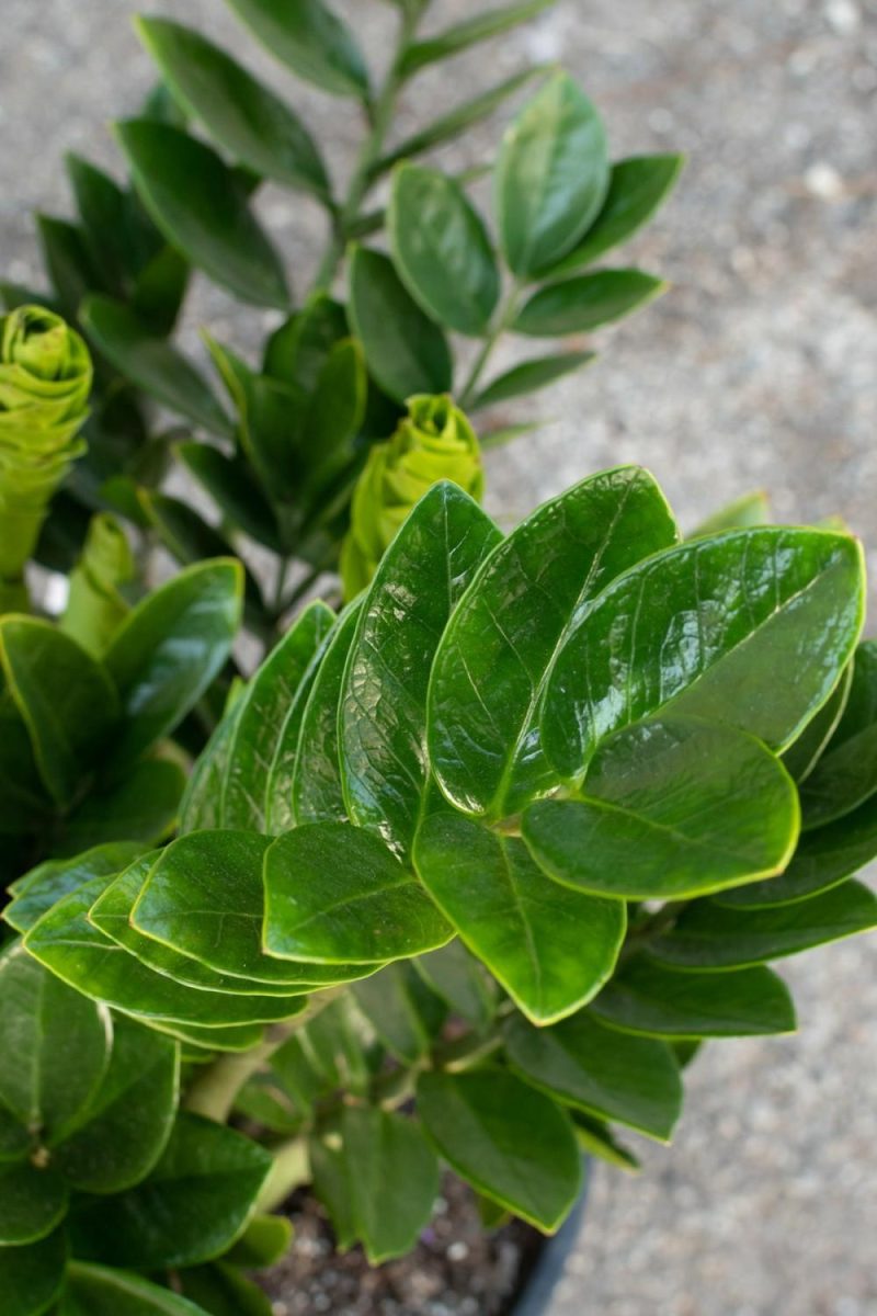 Indoor Plants |   Zamioculcas Zamiifolia 14″ Garden Indoor Plants