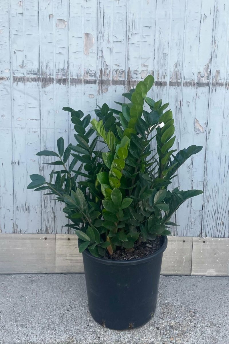 Indoor Plants |   Zamioculcas Zamiifolia 14″ Garden Indoor Plants