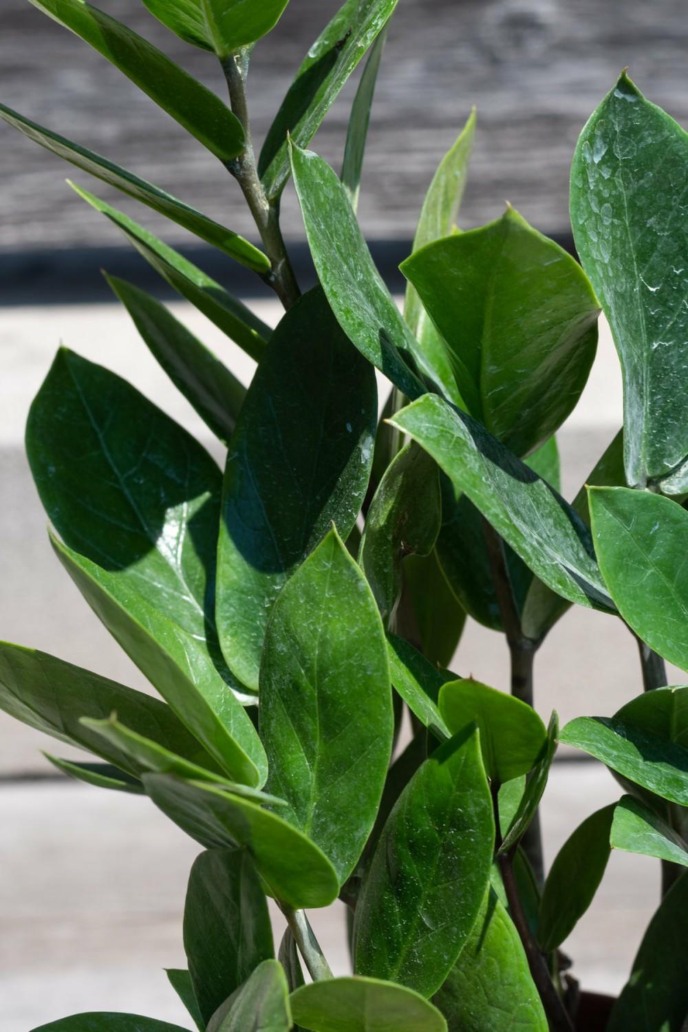 Indoor Plants |   Zamioculcas Zamiifolia 4″ Garden Indoor Plants