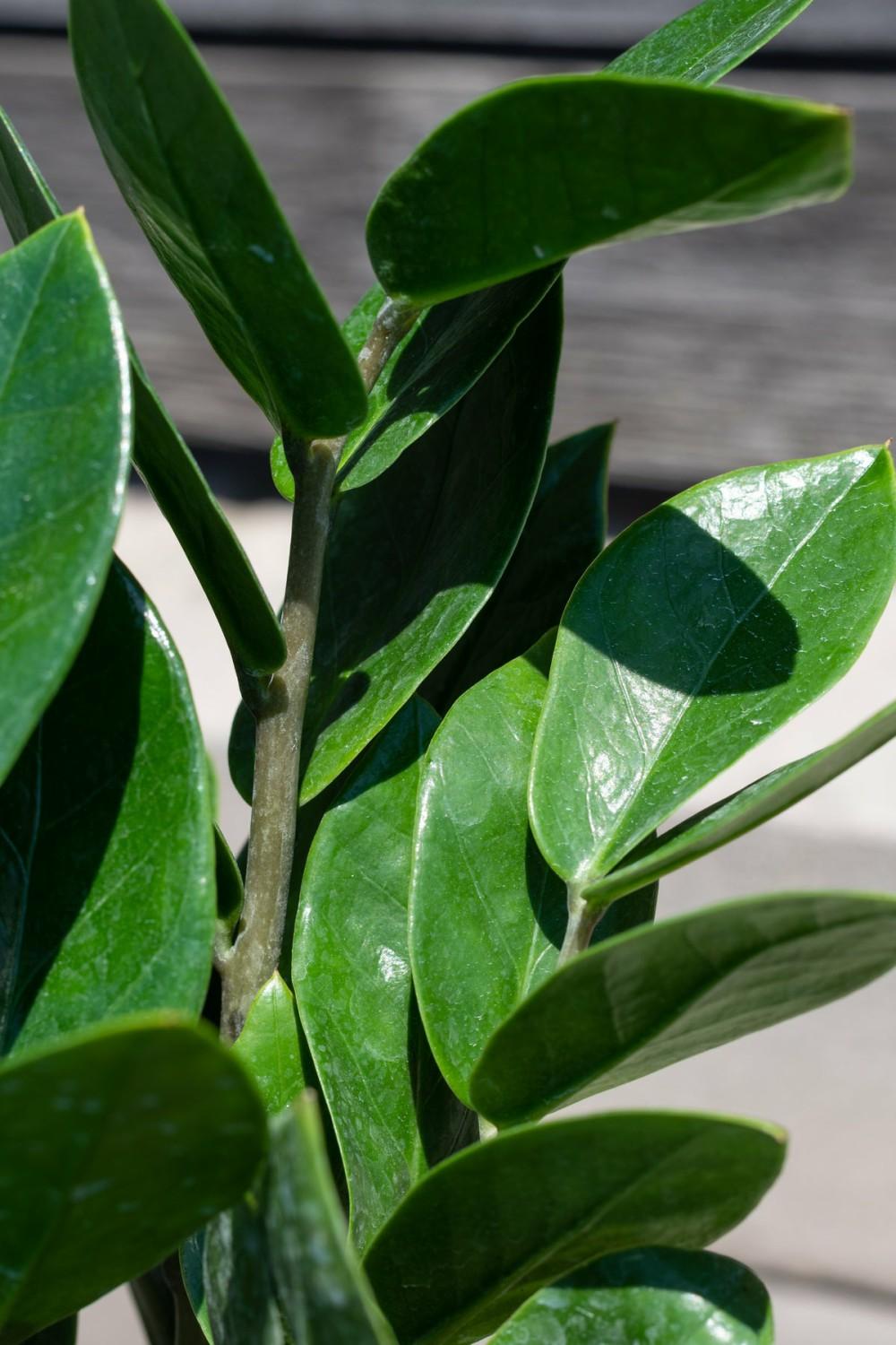 Indoor Plants |   Zamioculcas Zamiifolia 6″ Garden Indoor Plants