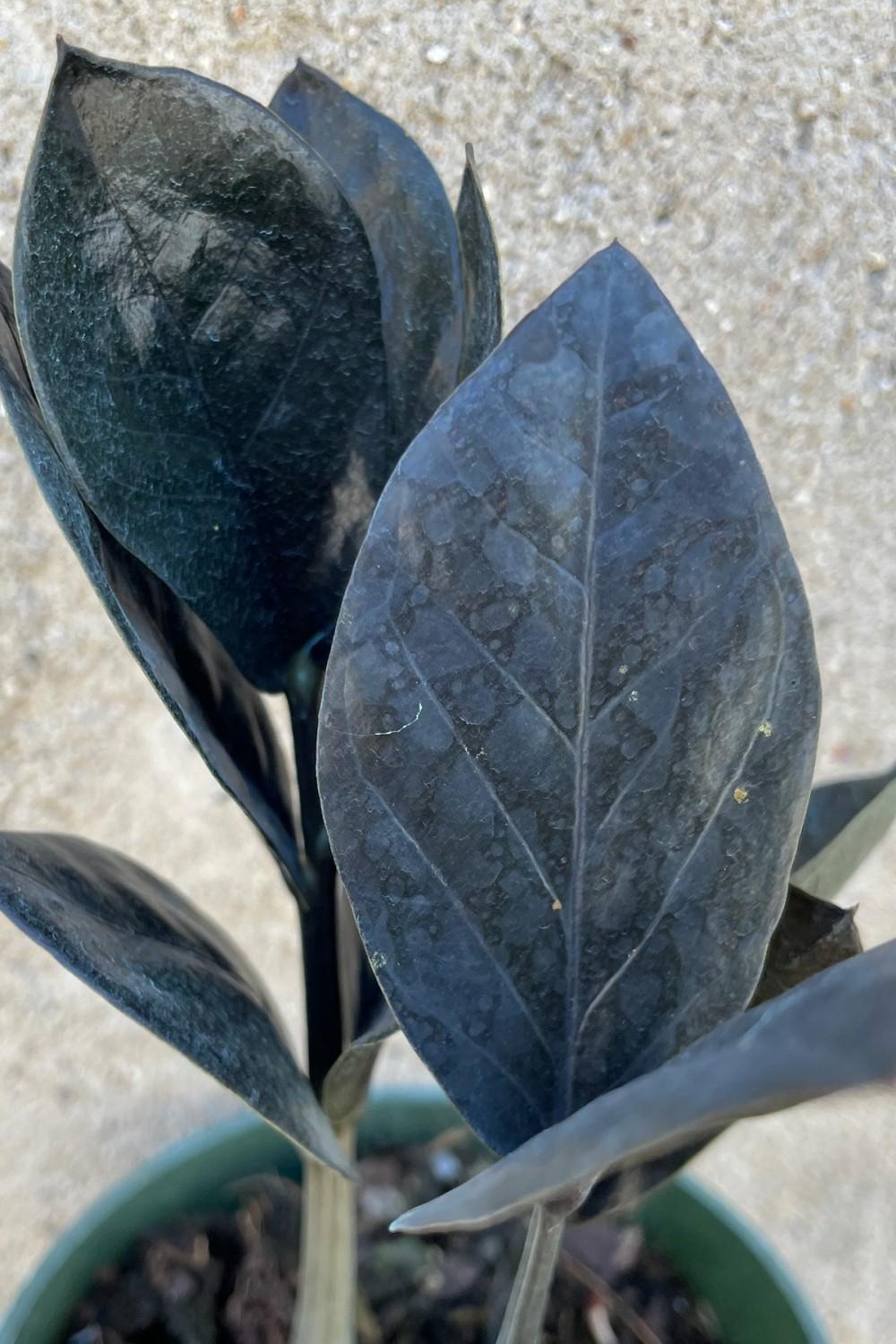 Indoor Plants |   Zamioculcas Zamiifolia ‘Raven’ 4″ Garden Indoor Plants