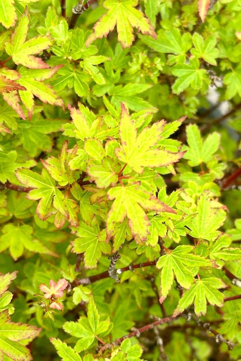 Outdoor Garden |   Acer P ‘Koto Maru’ #6 Garden Outdoor Garden