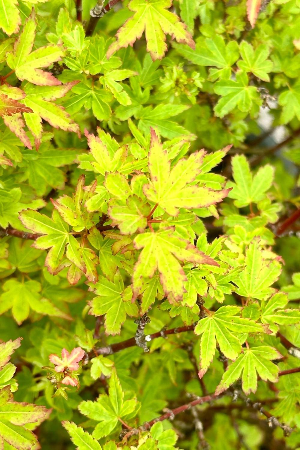 Outdoor Garden |   Acer P ‘Koto Maru’ #6 Garden Outdoor Garden