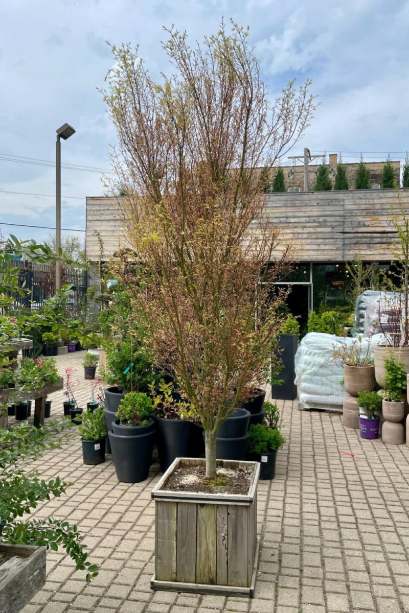 Outdoor Garden |   Acer Palmatum ‘Butterfly’ #20 Garden Outdoor Garden