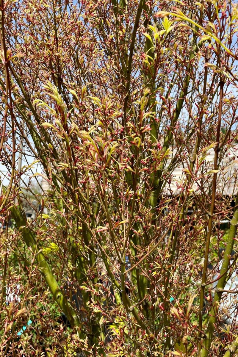 Outdoor Garden |   Acer Palmatum ‘Butterfly’ #20 Garden Outdoor Garden