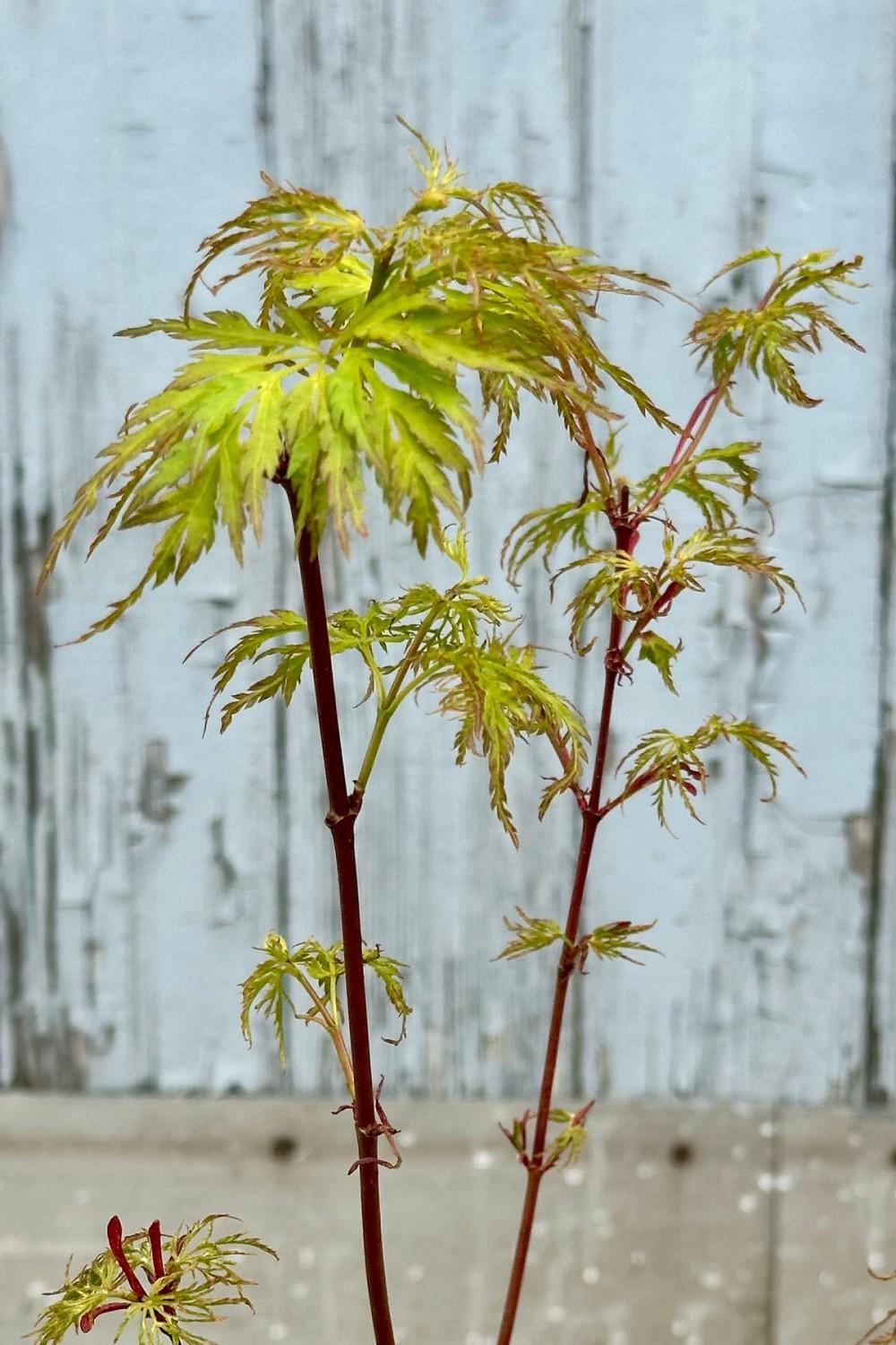 Outdoor Garden |   Acer Palmatum Dissectum ‘seiryu’ #1 Garden Outdoor Garden