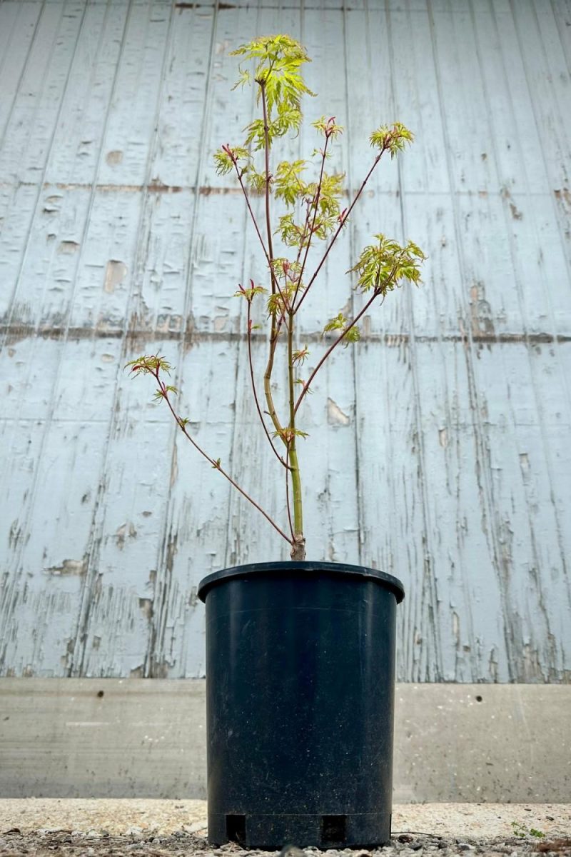 Outdoor Garden |   Acer Palmatum Dissectum ‘seiryu’ #1 Garden Outdoor Garden