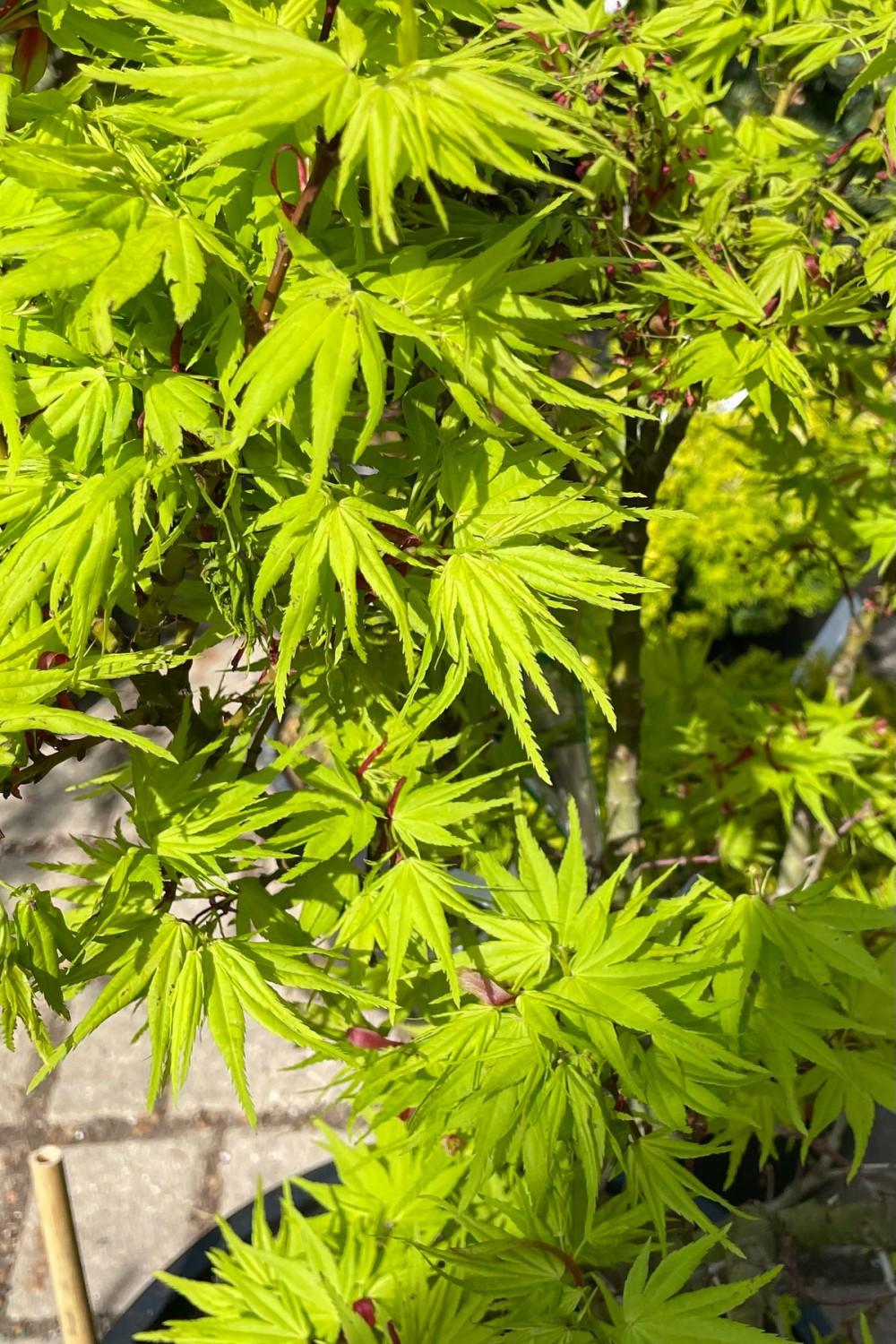 Outdoor Garden |   Acer Palmatum ‘Mikawa Yatsubusa’ #6 Garden Outdoor Garden