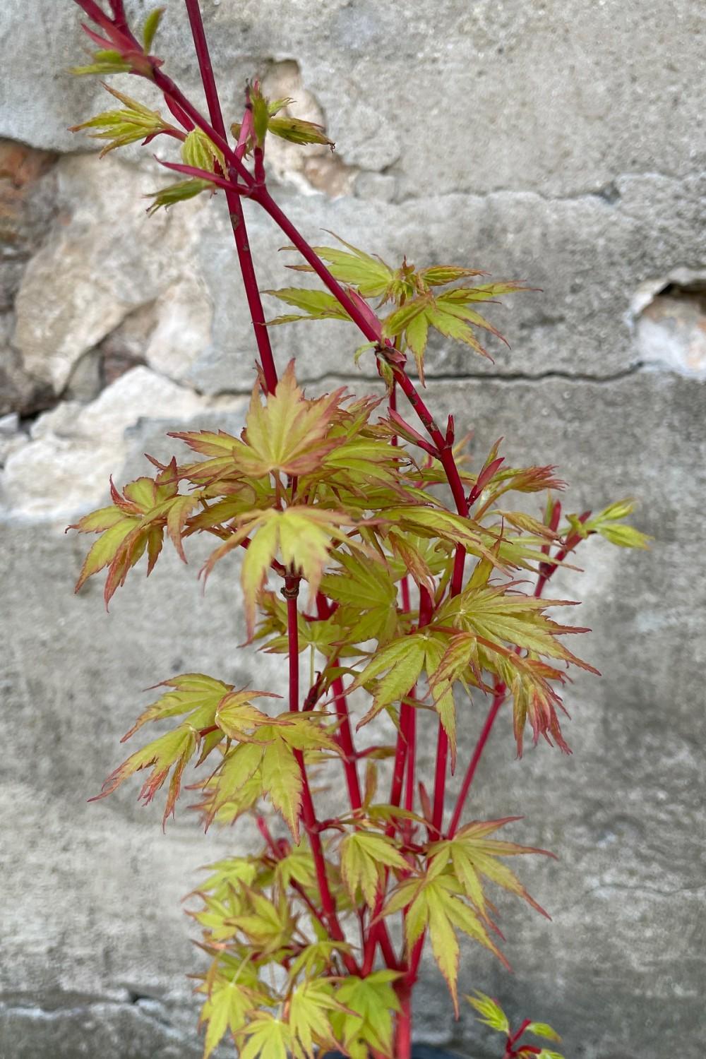 Outdoor Garden |   Acer Palmatum ‘sango Kaku’ #1 Garden Outdoor Garden