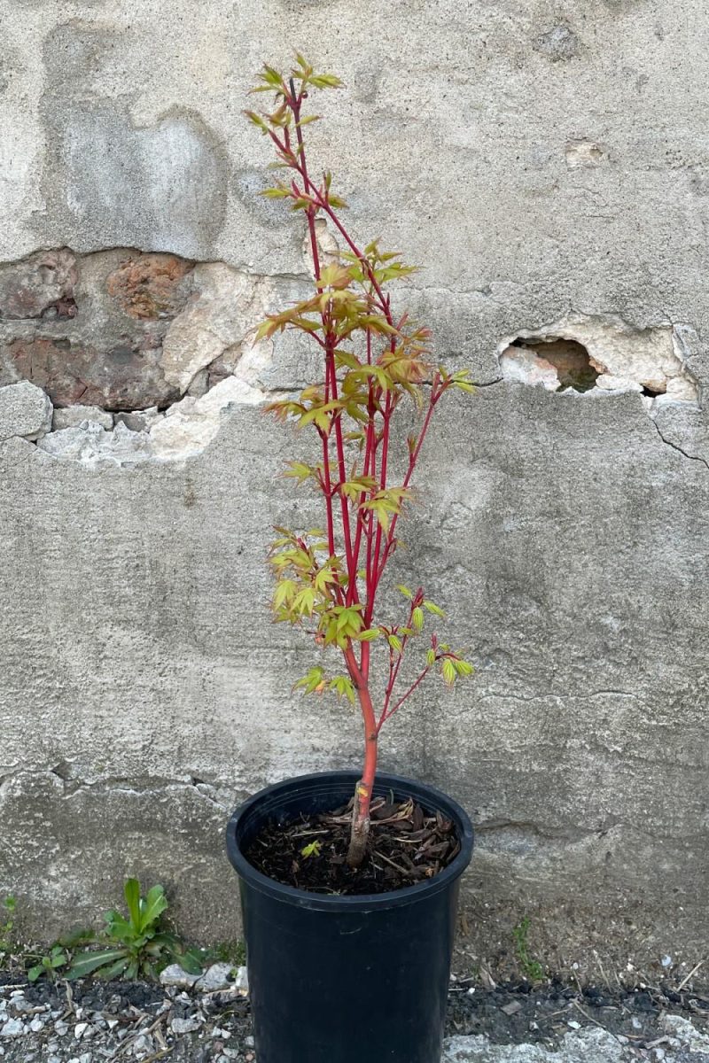 Outdoor Garden |   Acer Palmatum ‘sango Kaku’ #1 Garden Outdoor Garden