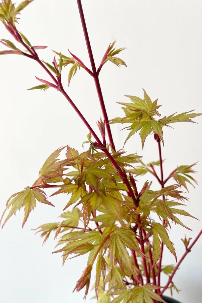 Outdoor Garden |   Acer Palmatum ‘sango Kaku’ #1 Garden Outdoor Garden