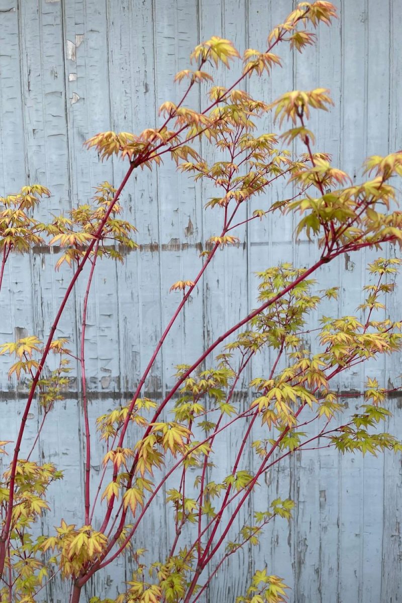 Outdoor Garden |   Acer Palmatum ‘sango Kaku’ #6 Garden Outdoor Garden