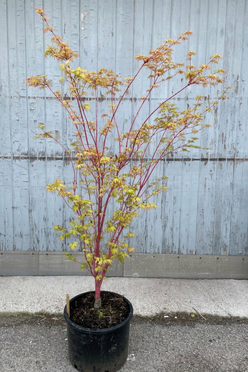 Outdoor Garden |   Acer Palmatum ‘sango Kaku’ #6 Garden Outdoor Garden