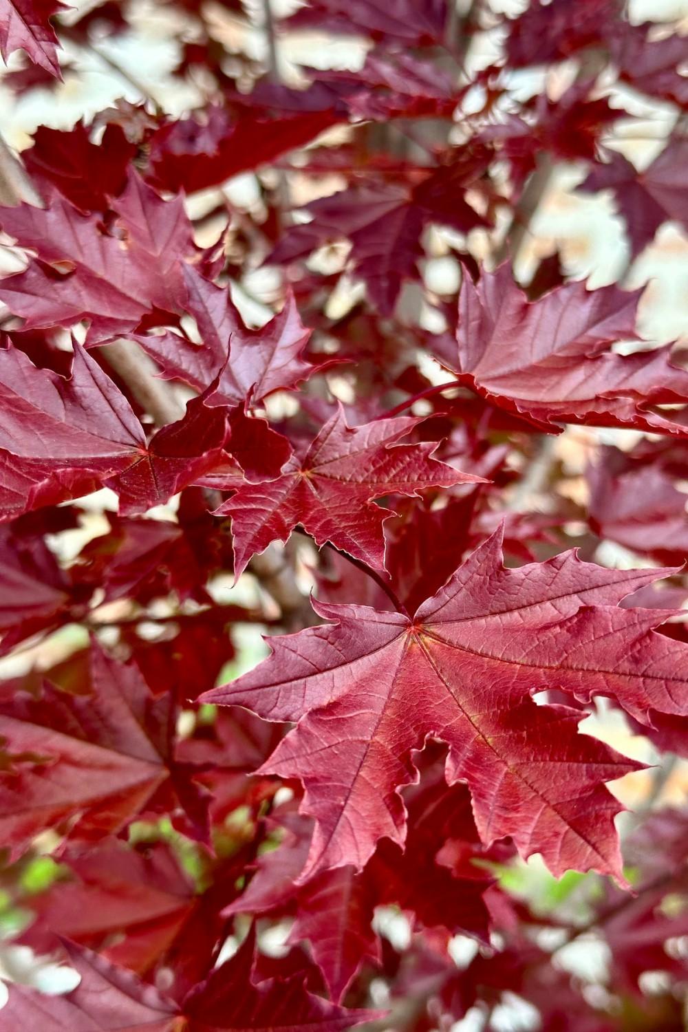 Outdoor Garden |   Acer Platanoides ‘Crimson Sentry’ #10 Garden Outdoor Garden