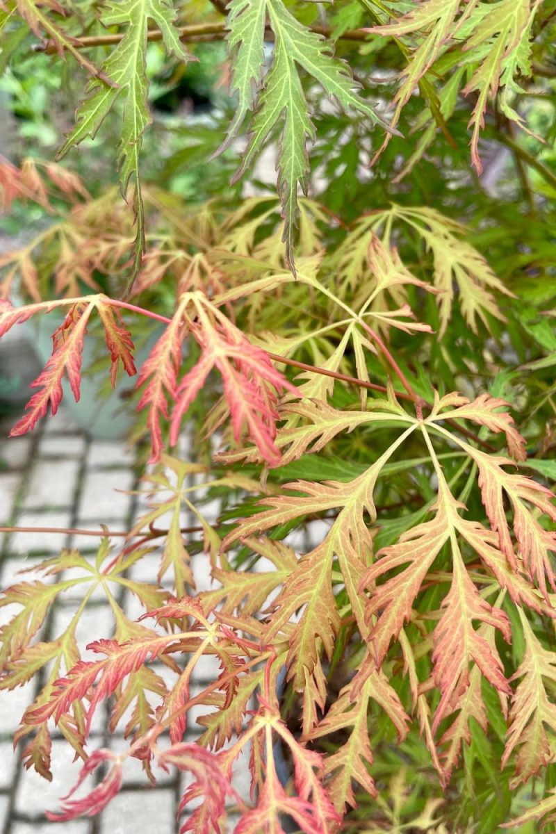 Outdoor Garden |   Acer X Pseudosieboldianum ‘Ice Dragon’ #6 Garden Outdoor Garden