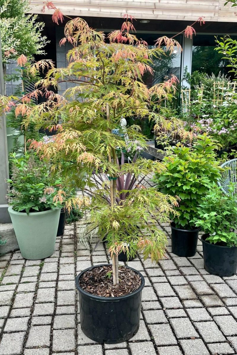 Outdoor Garden |   Acer X Pseudosieboldianum ‘Ice Dragon’ #6 Garden Outdoor Garden