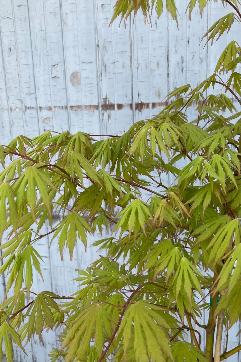 Outdoor Garden |   Acer X Pseuosieboldianum ‘Arctic Jade’ #6 Garden Outdoor Garden