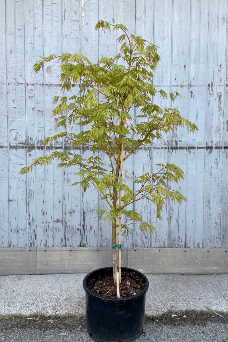 Outdoor Garden |   Acer X Pseuosieboldianum ‘Arctic Jade’ #6 Garden Outdoor Garden