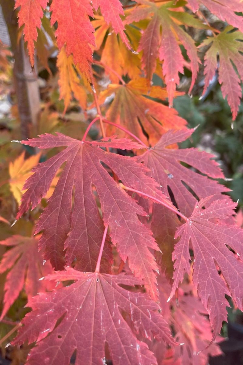 Outdoor Garden |   Acer X Pseuosieboldianum ‘Arctic Jade’ #6 Garden Outdoor Garden