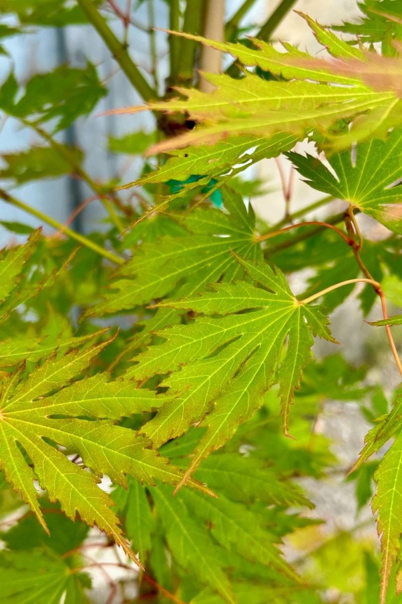 Outdoor Garden |   Acer X Pseuosieboldianum ‘Arctic Jade’ #6 Garden Outdoor Garden