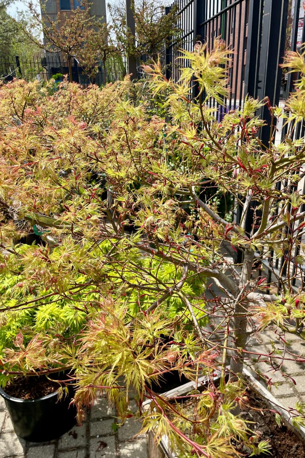 Outdoor Garden |   Acer X Pseuosieboldianum ‘Cascadia’ #15 Garden Outdoor Garden