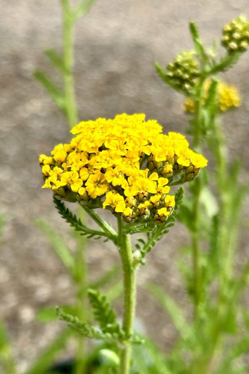 Outdoor Garden |   Achillea ‘Little Moonshine’ #1 Garden Outdoor Garden