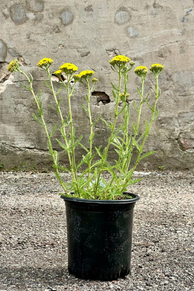 Outdoor Garden |   Achillea ‘Little Moonshine’ #1 Garden Outdoor Garden