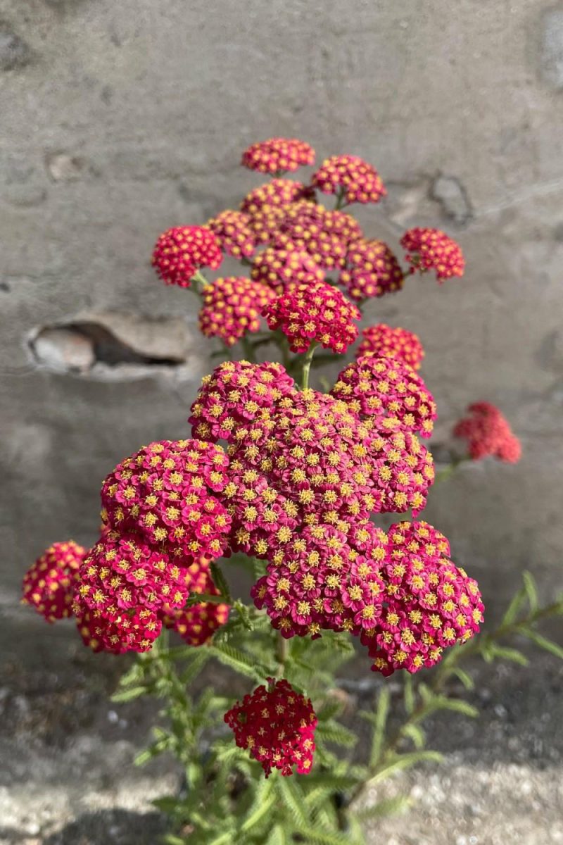 Outdoor Garden |   Achillea ‘Red Velvet’ #1 Garden Outdoor Garden