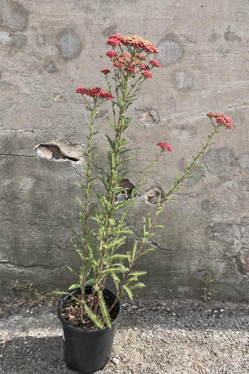 Outdoor Garden |   Achillea ‘Red Velvet’ #1 Garden Outdoor Garden