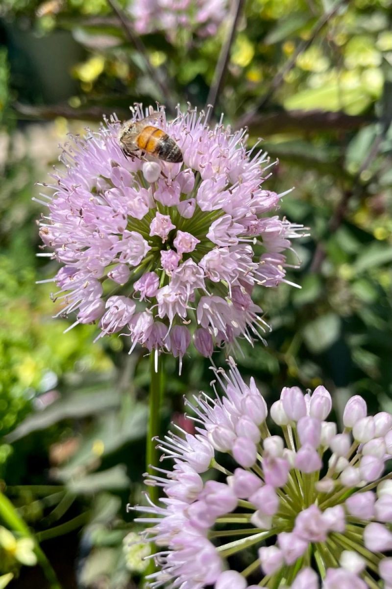 Outdoor Garden |   Allium S. ‘summer Beauty’ #1 Garden Outdoor Garden