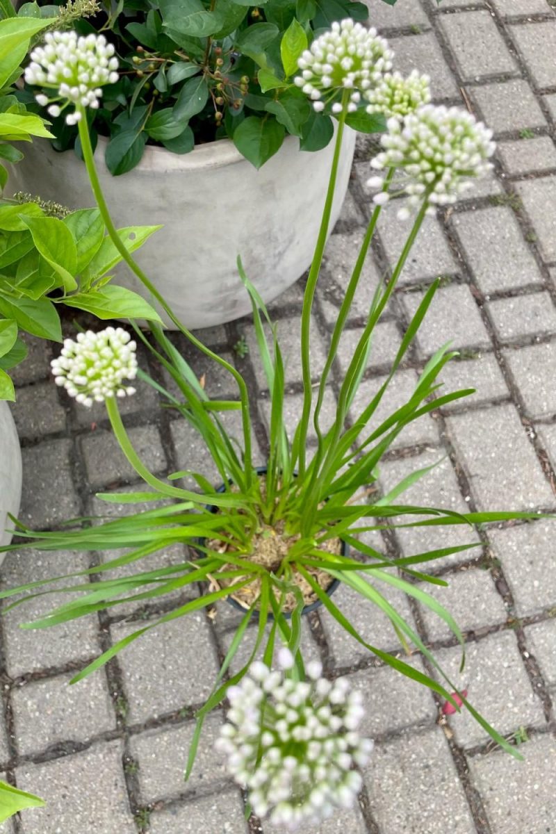 Outdoor Garden |   Allium S. ‘summer Beauty’ #1 Garden Outdoor Garden