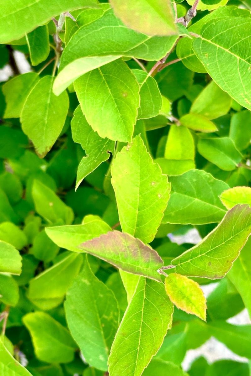 Outdoor Garden |   Amelanchier ‘standing Ovation’ #2 Garden Outdoor Garden