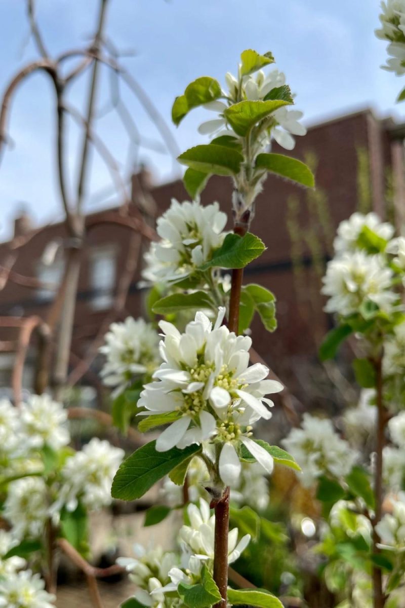 Outdoor Garden |   Amelanchier ‘standing Ovation’ #2 Garden Outdoor Garden