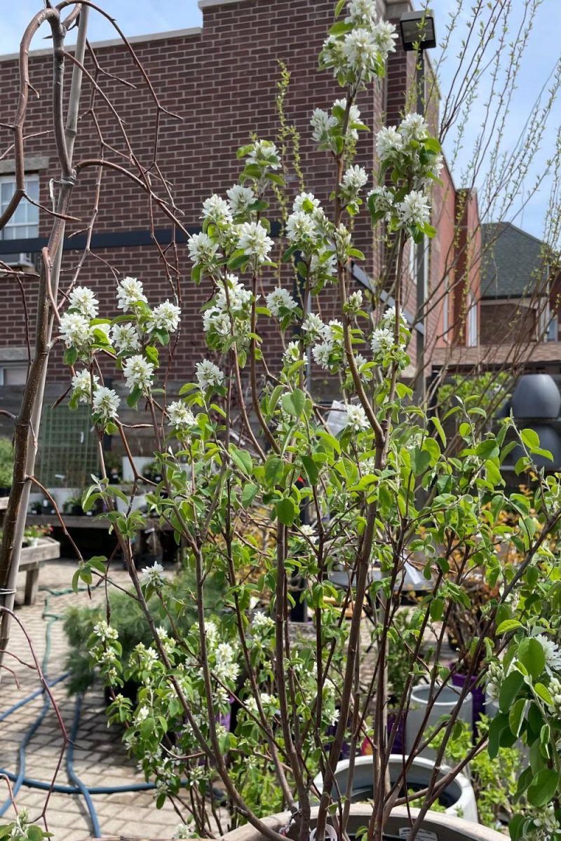 Outdoor Garden |   Amelanchier ‘standing Ovation’ #2 Garden Outdoor Garden