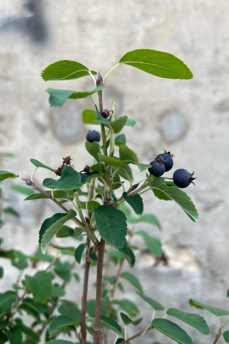 Outdoor Garden |   Amelanchier ‘standing Ovation’ #2 Garden Outdoor Garden