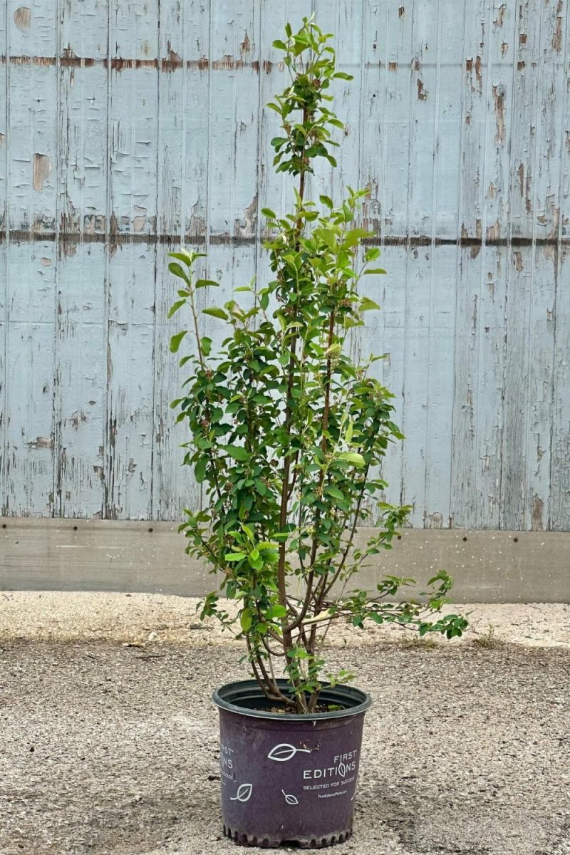 Outdoor Garden |   Amelanchier ‘standing Ovation’ #3 Garden Outdoor Garden