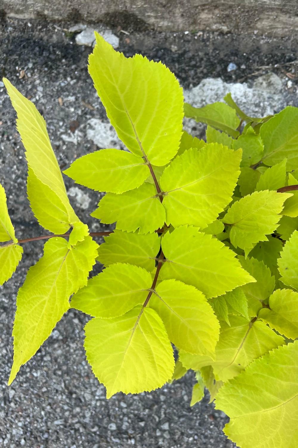 Outdoor Garden |   Aralia C. ‘sun King’ #1 Garden Outdoor Garden