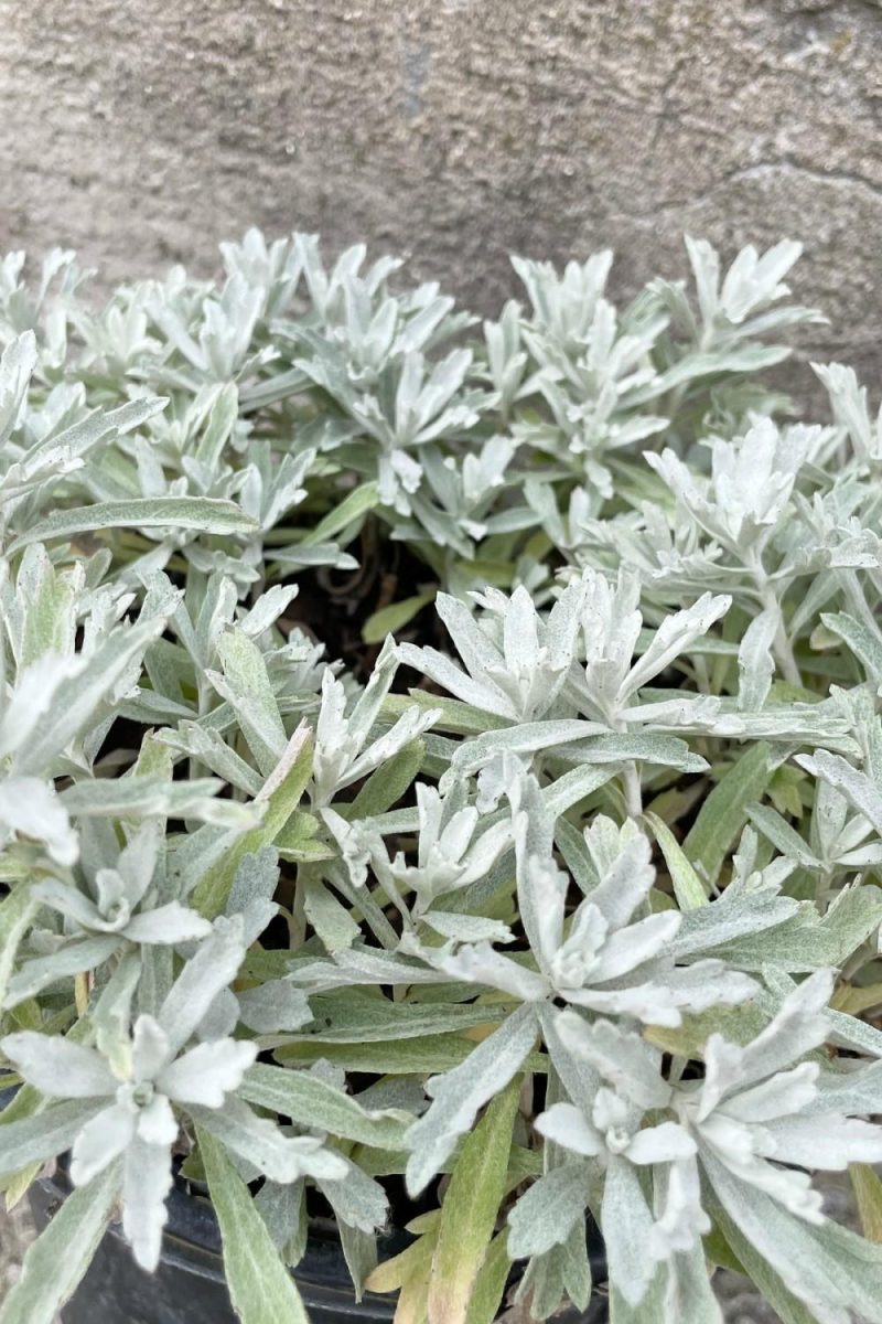 Outdoor Garden |   Artemisia ‘Garden Ghost’ #1 Garden Outdoor Garden