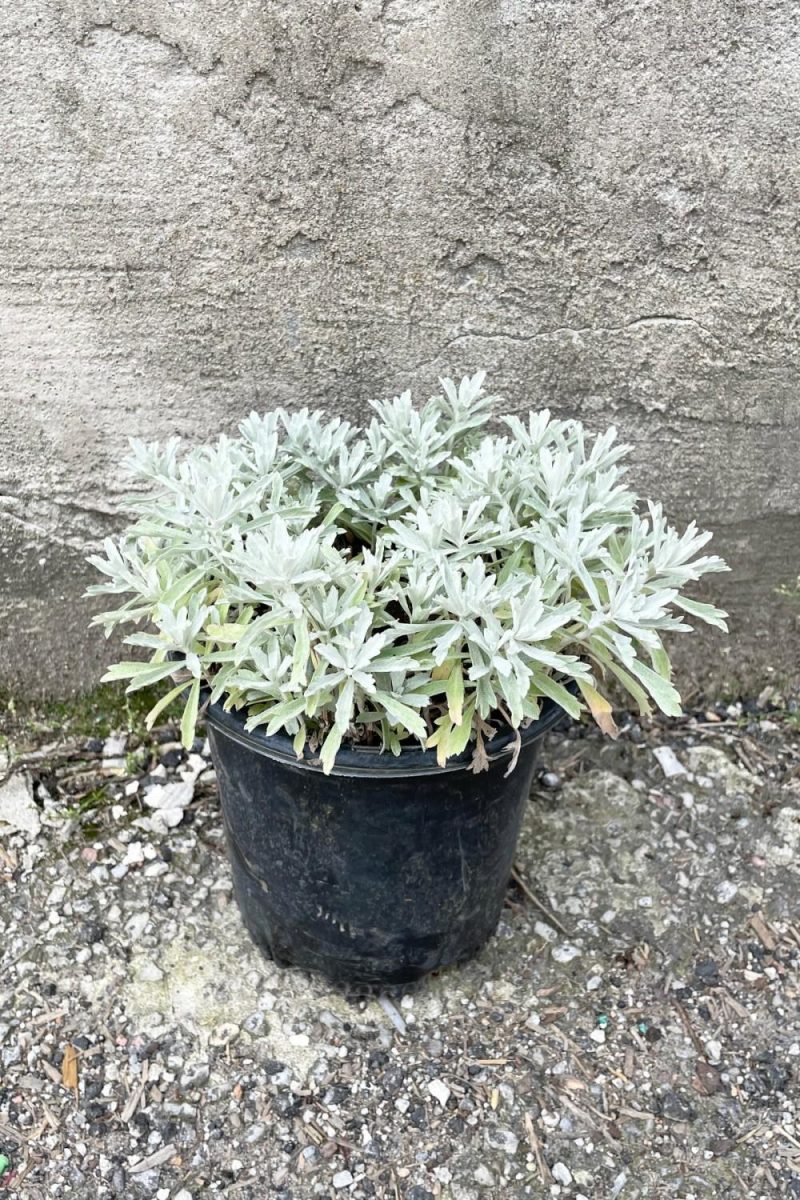 Outdoor Garden |   Artemisia ‘Garden Ghost’ #1 Garden Outdoor Garden