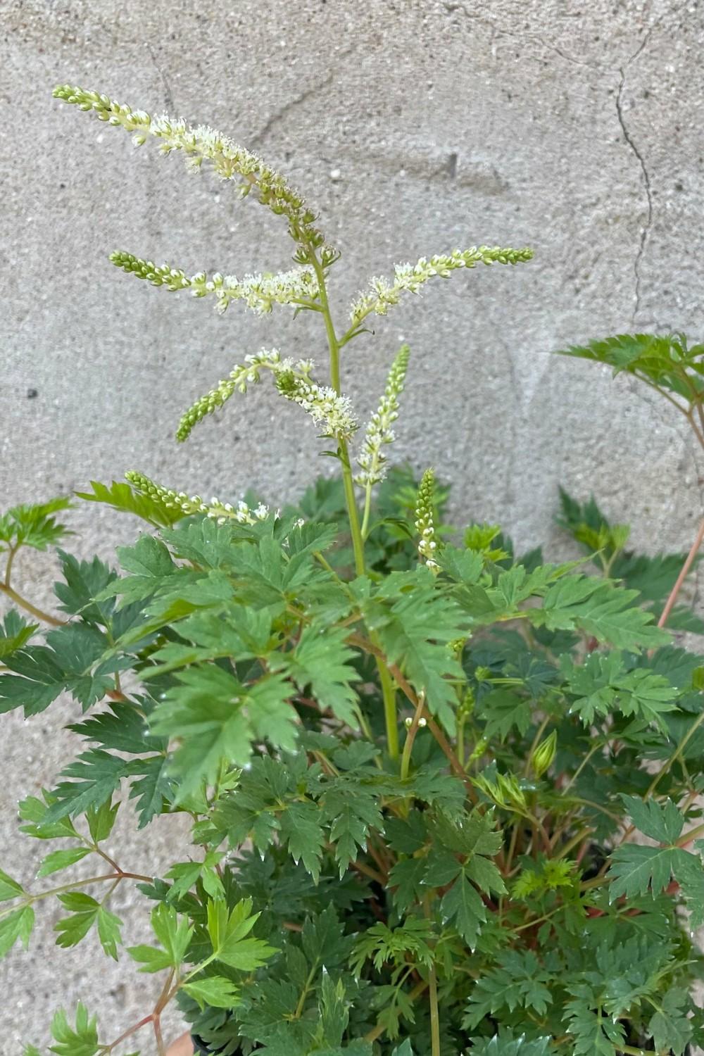 Outdoor Garden |   Aruncus A. ‘Noble Spirits’ 1Qt Garden Outdoor Garden