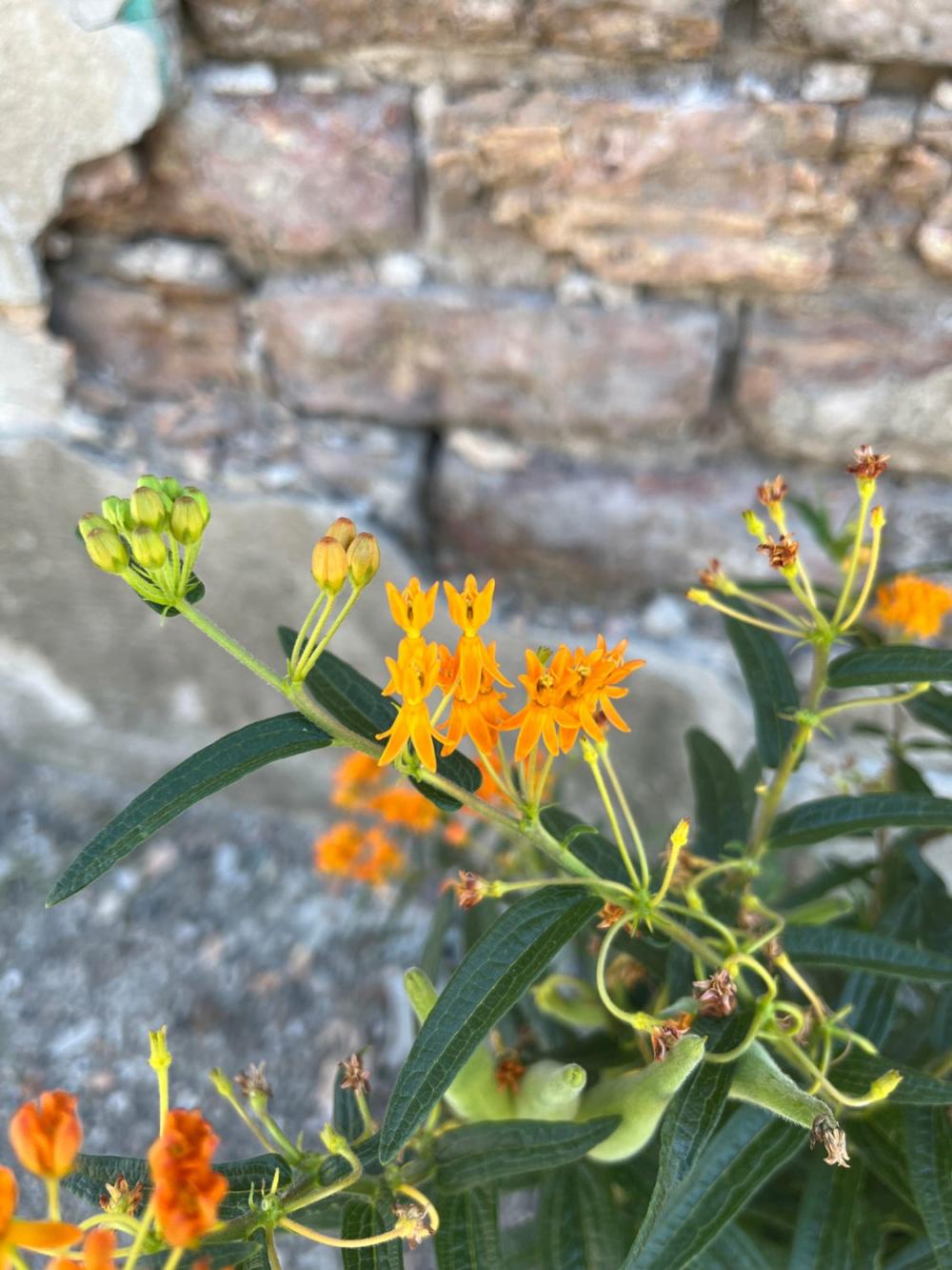 Outdoor Garden |   Asclepias Tuberosa #1 Garden Outdoor Garden