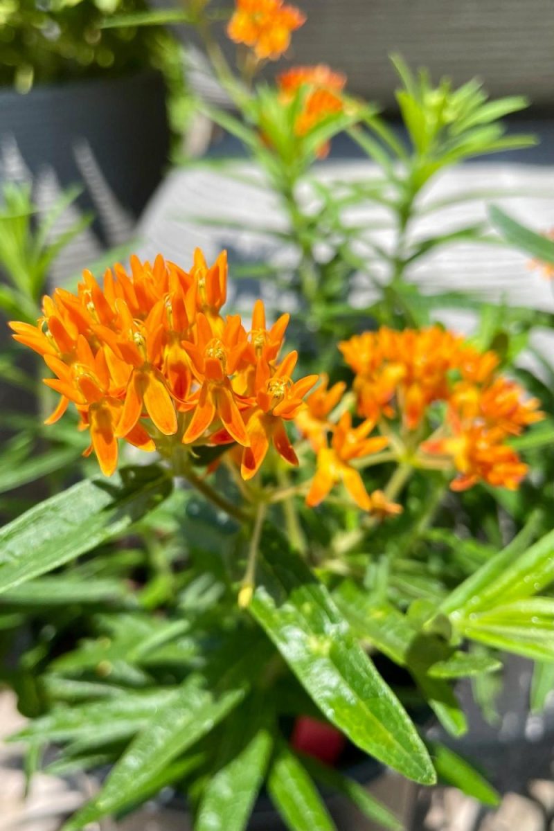 Outdoor Garden |   Asclepias Tuberosa #1 Garden Outdoor Garden