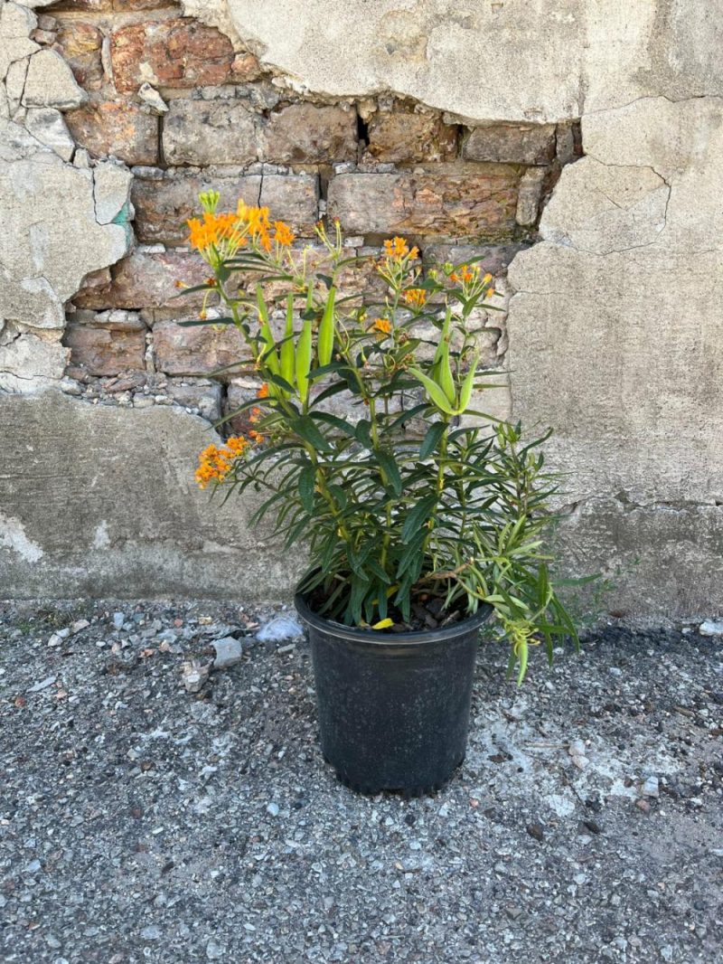 Outdoor Garden |   Asclepias Tuberosa #1 Garden Outdoor Garden