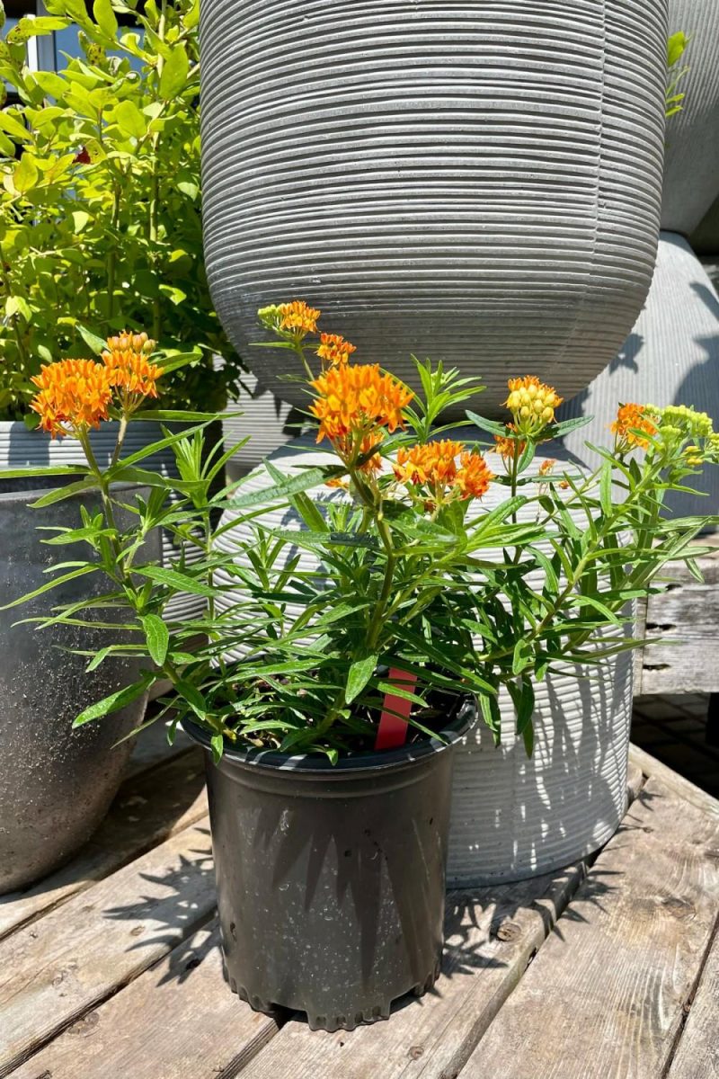 Outdoor Garden |   Asclepias Tuberosa #1 Garden Outdoor Garden