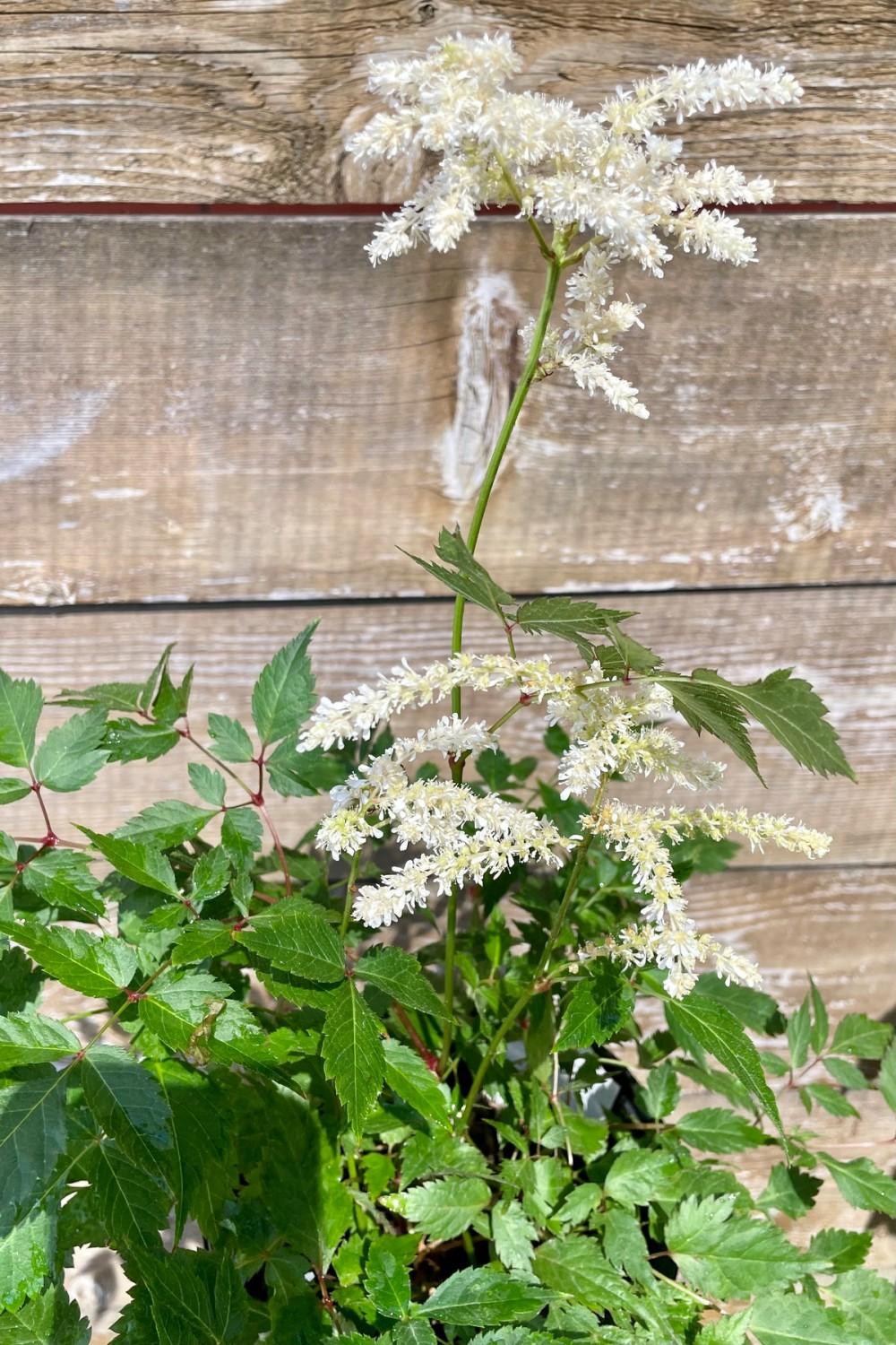 Outdoor Garden |   Astilbe J. ‘Deutschland’ #1 Garden Outdoor Garden