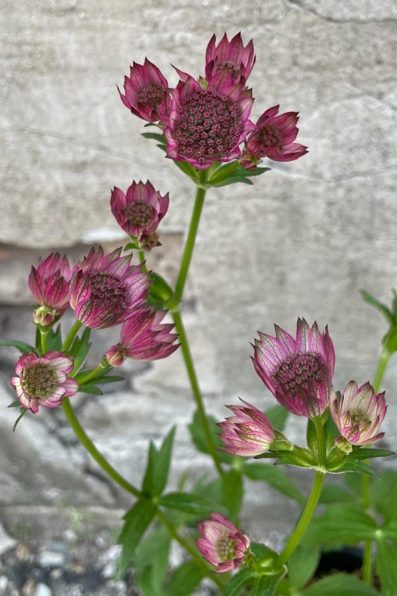 Outdoor Garden |   Astrantia M. ‘Roma’ #1 Garden Outdoor Garden