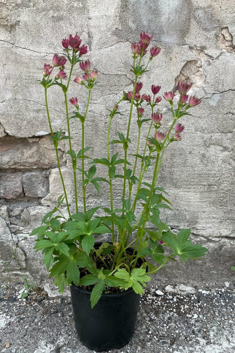 Outdoor Garden |   Astrantia M. ‘Roma’ #1 Garden Outdoor Garden